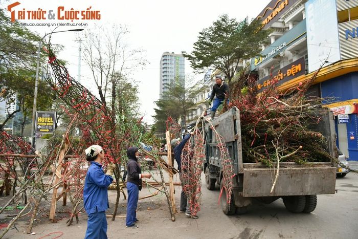 Đến chiều muộn 30 Tết khi không còn cảm thấy có khách, chị Thu Huyền bán đào rừng ở đoạn đường Vạn Phúc - Hà Đông đã quyết định chất lên xe mang về nhà.
