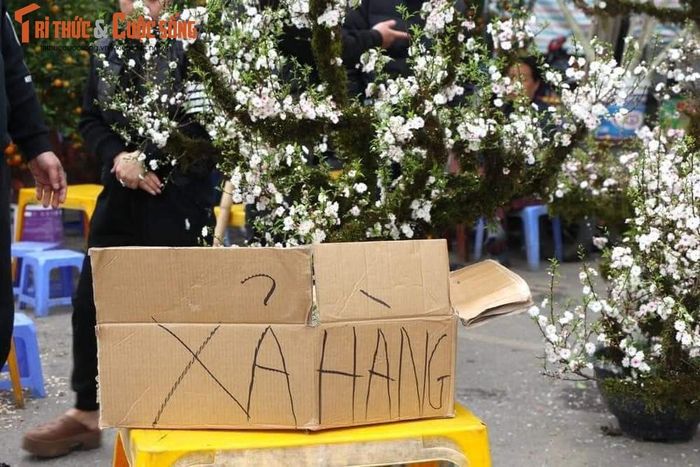 Đứng trước cảnh phải ôm cây cảnh về sau khi không bán được dịp Tết, nhiều tiểu thương đã có những nước đi như bán đồng giá, bán xả hàng để... về ăn Tết.