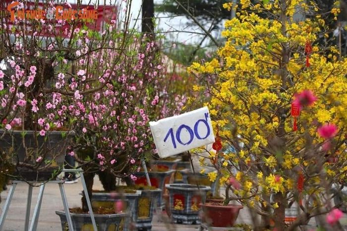 Những cây đào trước đó được định giá từ vài trăm ngàn đến vài triệu, nay được các tiểu thương bán đồng giá nhưng khách mua thì lác đác.