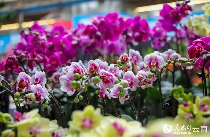 Hoa khoa sắc tại chợ hoa Đẩu Nam ở Côn Minh, Trung Quốc.