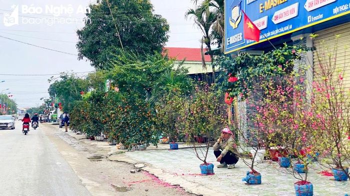  Trưa 9/2 (tức 30 Tết), nhiều điểm bán đào, quất Tết trên địa bàn huyện Diễn Châu vẫn còn tồn đọng số lượng cây lớn. Chủ cửa hàng ngồi thẫn thờ chờ khách, tuy nhiên, số lượng người mua không nhiều. Trong ảnh: Điểm bán đào, quất Tết tại xã Diễn Xuân, huyện Diễn Châu ế ẩm ngày 30 Tết. Ảnh: Q.An 