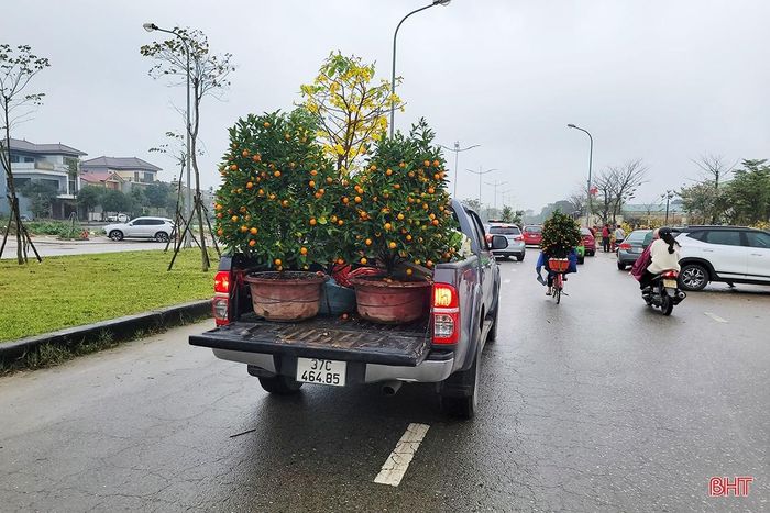 “Biết là tác động của suy thoái kinh tế, thu nhập giảm, người dân sẽ thắt chặt chi tiêu nhưng tôi không nghĩ là việc kinh doanh cây cảnh dịp tết lại khó khăn như thế này. Năm nay, tôi nhập về 200 gốc quất cảnh, tính toàn bộ chi phí từ vận chuyển tới ăn uống, đi lại thì mỗi gốc cũng ngót nghét 1 triệu đồng, tới chiều 30 tết, dù đã giảm giá sát với giá mua ở vườn nhưng vẫn còn tồn gần nửa số hàng” - anh Nguyễn Văn Phi (SN 1987, trú xã Thạch Trung, TP Hà Tĩnh), chia sẻ.