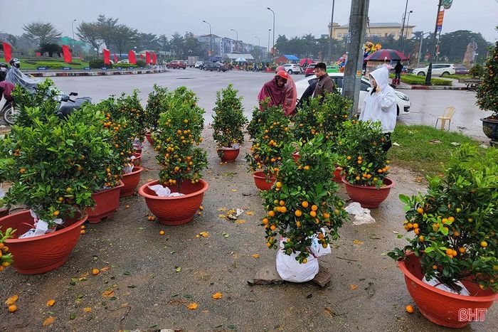 Việc lựa chọn thời điểm chiều 30 tết để đi mua đào, quất giá rẻ vẫn được nhiều người lựa chọn. Trong ảnh: Những chậu quất đồng giá 150.000 đồng vẫn khó tiêu thụ.