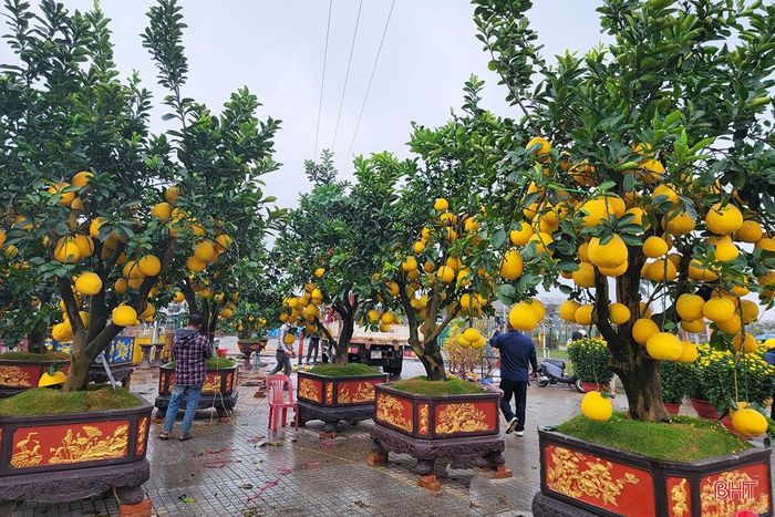 Những gốc bưởi cảnh Văn Giang (Hưng Yên) có giá cả chục triệu đồng vẫn chưa tìm được người mua. Càng về chiều muộn, các chậu bưởi có giá khủng này lại càng khó tiêu thụ.