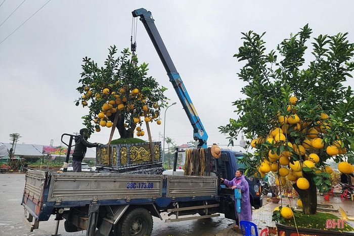 Thời điểm này, “bán được cây nào, tốt cây đó” là niềm mong ước của không ít tiểu thương kinh doanh hoa, cây cảnh.