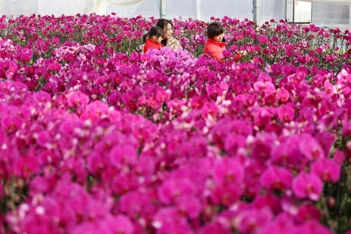 Hoa tươi khoe sắc rực rỡ tại chợ hoa Tết Nguyên đán ở tỉnh Sơn Đông, Trung Quốc. (Ảnh: THX/TTXVN)