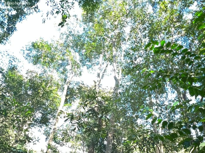 Những cây đinh hương vươn mình đón nắng ở xã Mai Sơn (Tương Dương). Ảnh: Khánh Ly