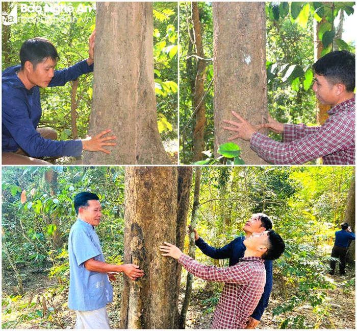 Bí thư Chi bộ bản Na Hang Kha Văn Ba (ảnh trên bên trái) luôn nhắc nhở người dân tuân thủ những quy định bảo vệ rừng; Trưởng bản Na Hang Kha Văn Ót (ảnh trên bên phải) kiểm tra gốc đinh hương trong rừng nguyên sinh; các thế hệ người dân bản Na Hang, xã Mai Sơn, huyện Tương Dương luôn tuân thủ nghiêm ngặt quy định bảo vệ rừng. Ảnh: Khánh Ly