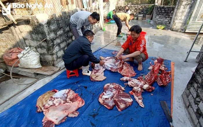  Người dân xã Diễn Nguyên, huyện Diễn Châu cùng nhau đụng lợn ngày Tết. Ảnh: Q.A 