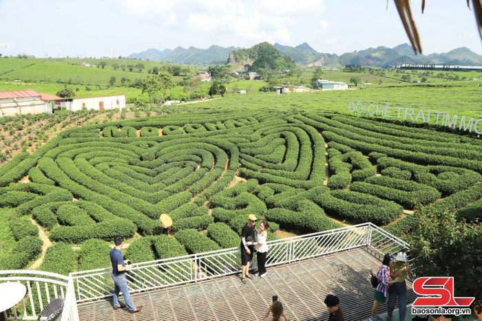 Đồi chè trái tim ở thị trấn Nông trường Mộc Châu.