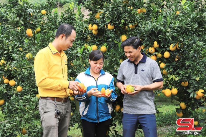 Nhân dân thị trấn Nông trường Mộc Châu phát triển trồng cây ăn quả.