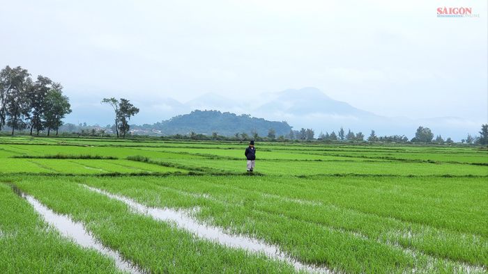  Cánh đồng lúa xanh um. Ảnh: HỮU PHÚC 
