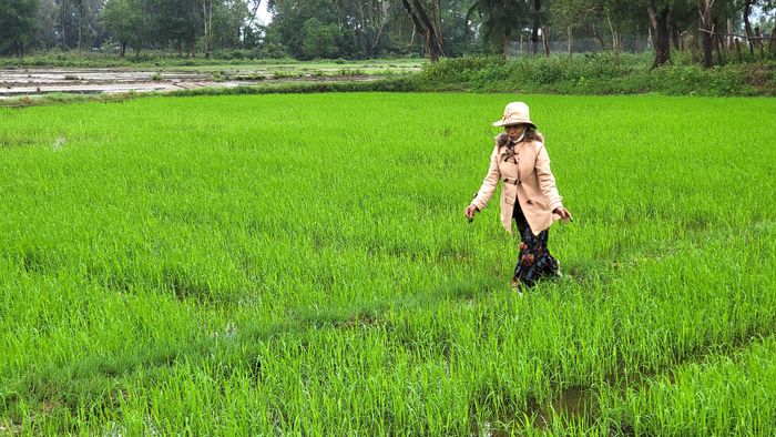 Người dân đi thăm đồng. Ảnh: HỮU PHÚC 
