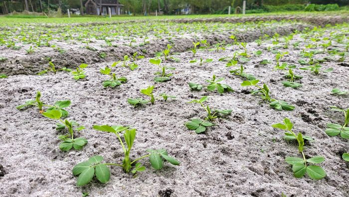  Cánh đồng đậu cũng phát triển tốt tươi. Ảnh: HỮU PHÚC 