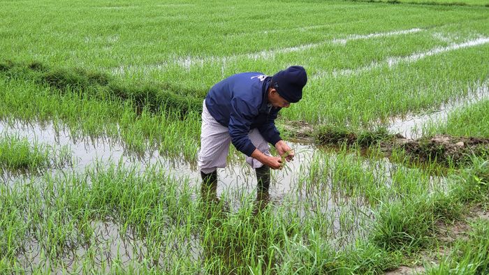  Người dân dặm lúa. Ảnh: HỮU PHÚC 