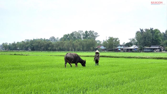  Người dân dẫn trâu ra cánh đồng ăn cỏ. Ảnh: HỮU PHÚC 