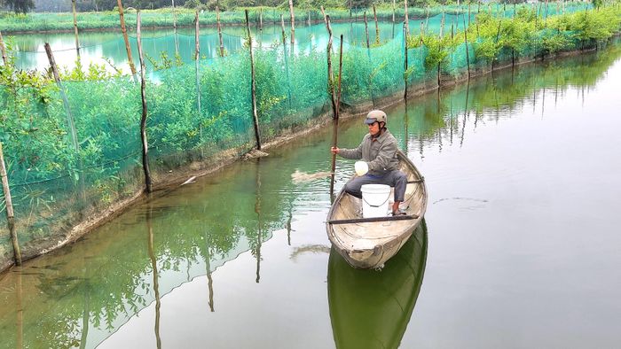  Người dân cho tôm ăn. Ảnh: HỮU PHÚC 