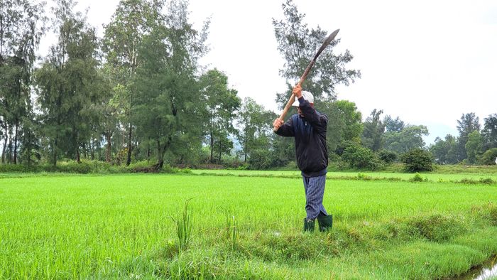  Người dân phát cỏ bờ để ngăn chuột phá lúa. Ảnh: HỮU PHÚC 