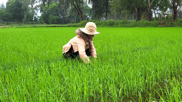  Nhổ cỏ cho ruộng lúa. Ảnh: HỮU PHÚC 