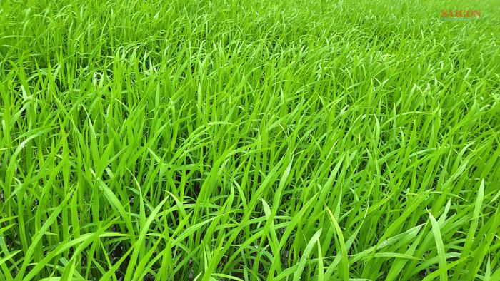  Cây lúa đang đẻ nhánh, lá xanh um. Ảnh: HỮU PHÚC 