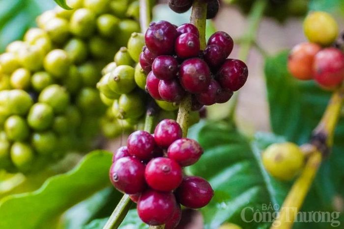  Cà phê trong nước đang trên đỉnh giá. 