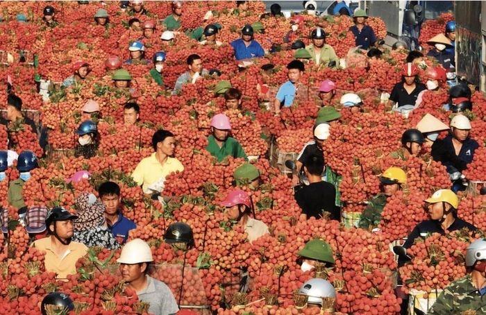  Vải thiều là loại hoa quả đặc biệt được ưa thích tại thị trường Nhật Bản, Châu Âu và Châu Mỹ nhưng hiện nay số lượng vải thiều xuất khẩu vẫn còn rất khiêm tốn 