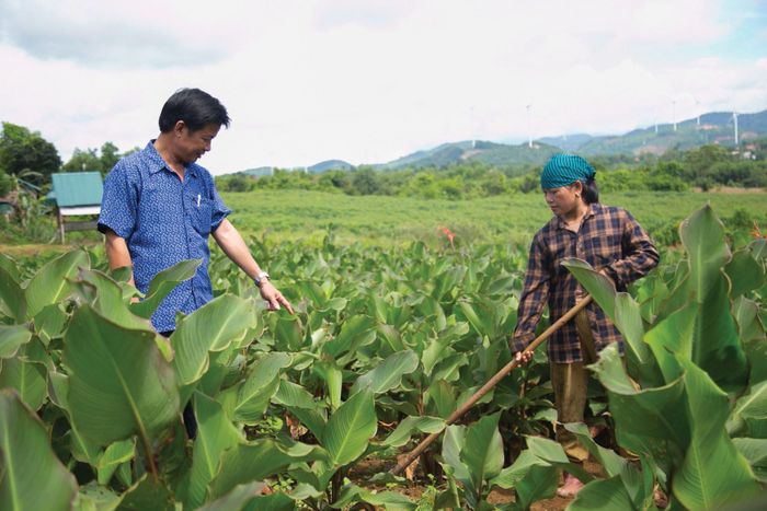 Cán bộ Công ty Cổ phần Tổng công ty Thương mại Quảng Trị hướng dẫn người dân chăm sóc cây dong riềng -Ảnh: H.N.K