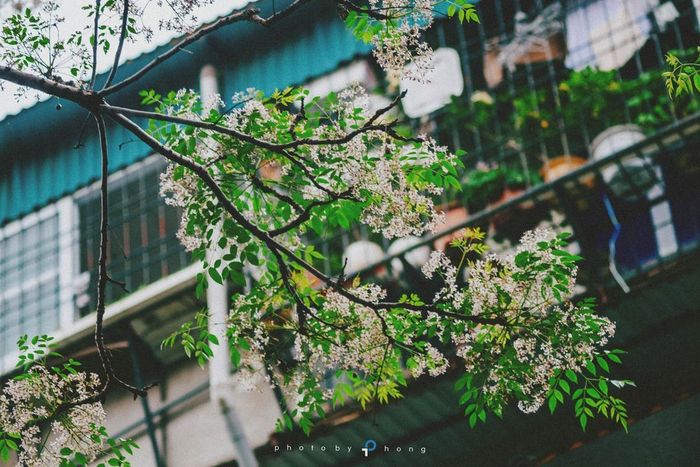 Hoa Xoan đẹp một vẻ tự nhiên, thuần khiết, mộc mạc và dung dị. Ảnh: Thanh Phong