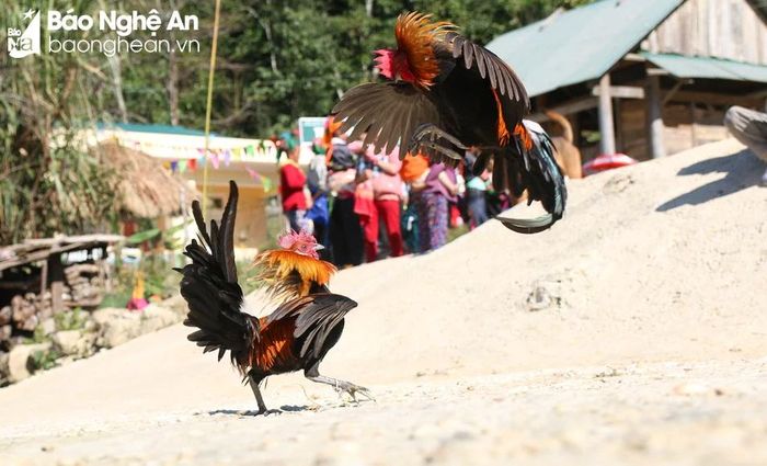  Trò chọi gà không quan trọng thắng thua, không cá cược, chỉ để tạo niềm vui cho mọi người. Ảnh: Đình Tuân 
