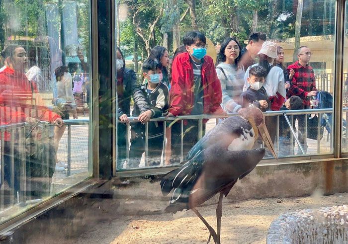 Công ty TNHH một thành viên Vườn thú Hà Nội đang chăm sóc, nuôi dưỡng gần 700 cá thể với hơn 90 loài động vật khác nhau, trong đó có những loài thú đặc biệt quý hiếm.