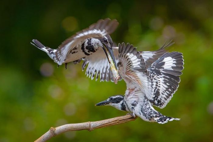 Chim bói cá bón mồi cho con ở cành chuyền gần tổ