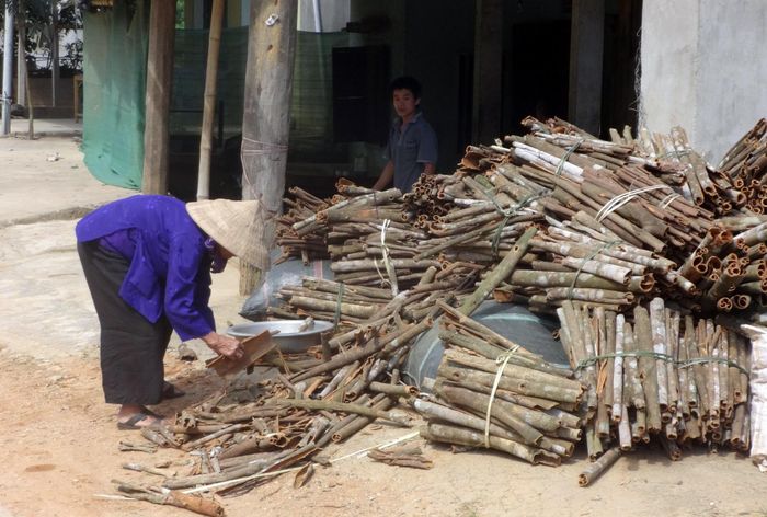 Cây quế ở Quế Phong nổi tiếng với lượng tinh dầu rất cao.
