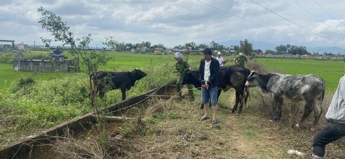 Công an TX Điện Bàn thực nghiệm hiện trường vụ trộm bò do đối tượng Tài thực hiện.