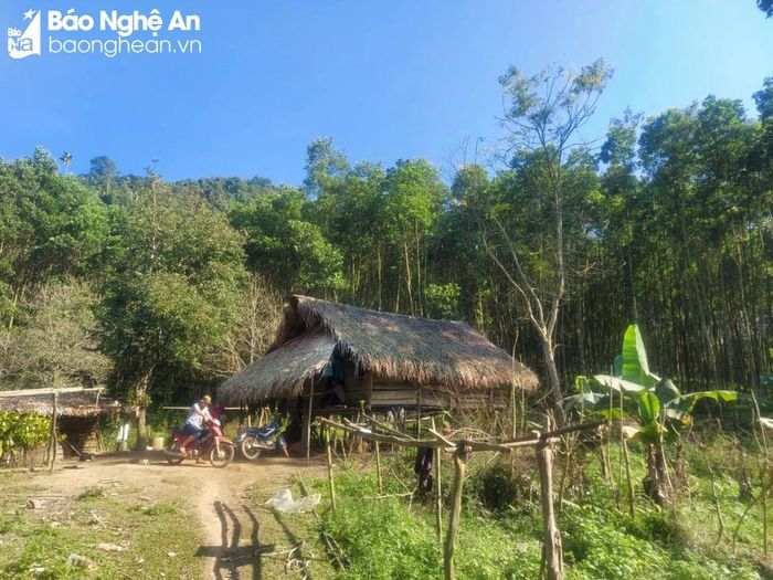  Ngôi nhà sàn của hai vợ chồng ông bà Lô Văn Xuyến và Vi Thị Phiên trong thung lũng Piêng Lắc. Ảnh: Nhật Lân 