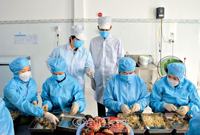 Hợp tác xã Tài Thịnh Phát Farm (ấp Lung Ðước, xã Tam Giang) nỗ lực làm ra nhiều sản phẩm giá trị gia tăng từ tôm, cua và gắn sao OCOP cho sản phẩm.