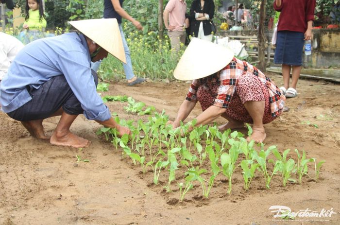 Nhiều vườn rau do chính tay du khách trồng.