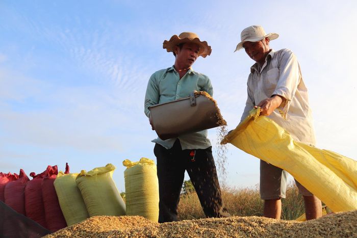 Người nông dân ở Bạc Liêu có một vụ lúa bội thu, trúng giá. Ảnh: Thanh Tiến.