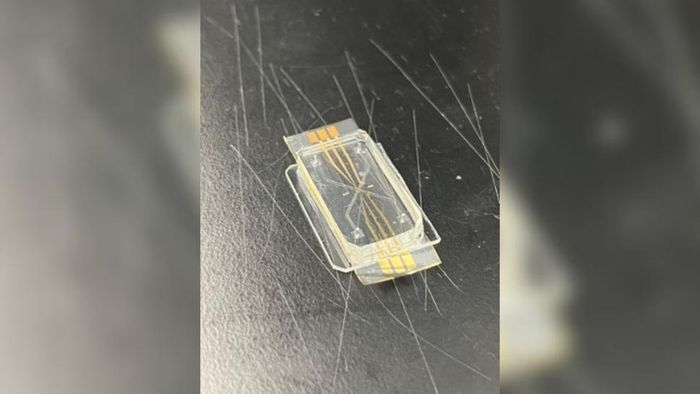 Phát triển mô hình trái tim trong con chip