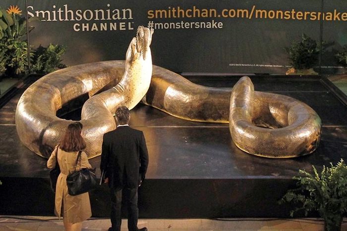 Thông qua các nghiên cứu, giới chuyên gia ước tính được kích thước của cá thể rắn Titanoboa khi trưởng thành. Nó có thể đạt chiều dài từ 12,8 - 14,9m và nặng tới 1.134 kg.