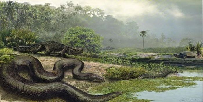 Titanoboa trở thành loài động vật có xương sống trên cạn lớn nhất sau khi loài khủng long tuyệt chủng.