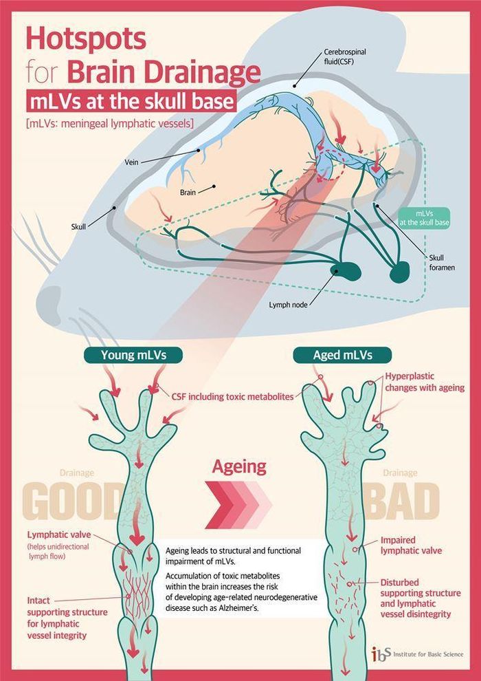 Trước đó, một nghiên cứu mới trên não chuột chỉ ra cách mà não xử lý chất thải bằng cách đẩy một dung dịch dọc theo thành ngoài của các ống máu, và đẩy các chất thải ra ngoài