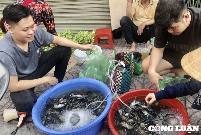  Nhiều người chọn mua tôm càng xanh để tiết kiệm chi phí 