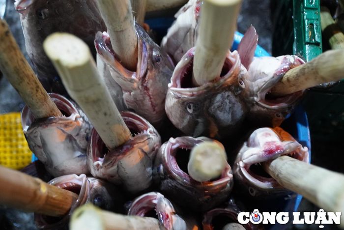  Xiên nướng cá được làm từ mía, khi nướng mùi mật mía hòa vào trong cá làm cho cá có vị thơm đặc biệt 