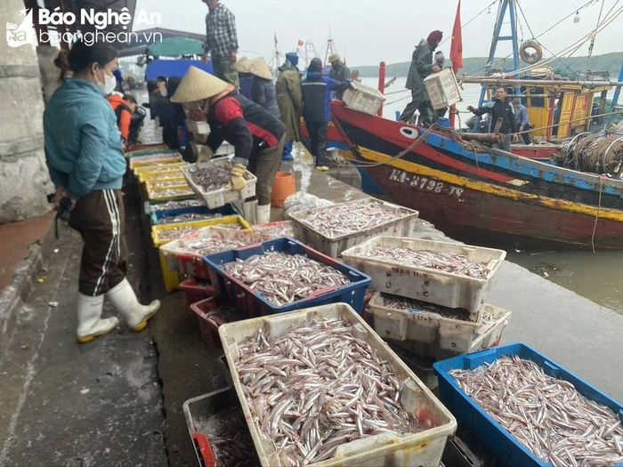 Những ngày đầu Xuân ngư dân huyện Diễn Châu được mùa cá cơm. Ảnh: Văn Trường 