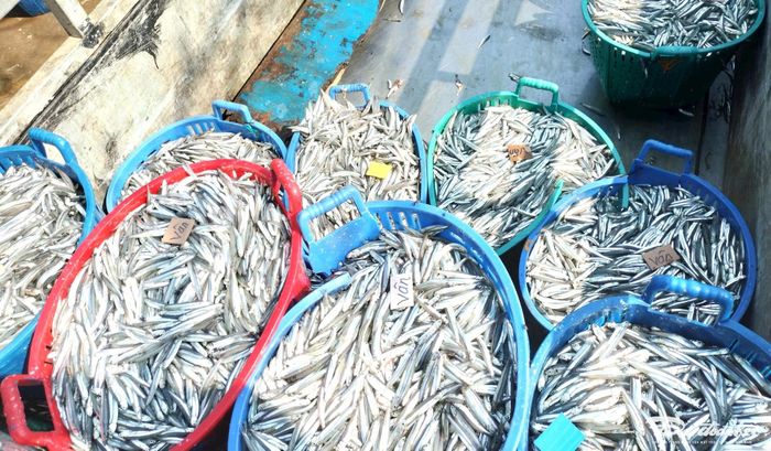 Nhiều sọt cá cơm được chở về lò hấp cá.