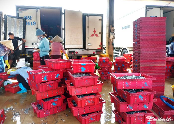 Xe đông lạnh đến vận chuyển cá cơm đi các tỉnh Tây Nguyên.
