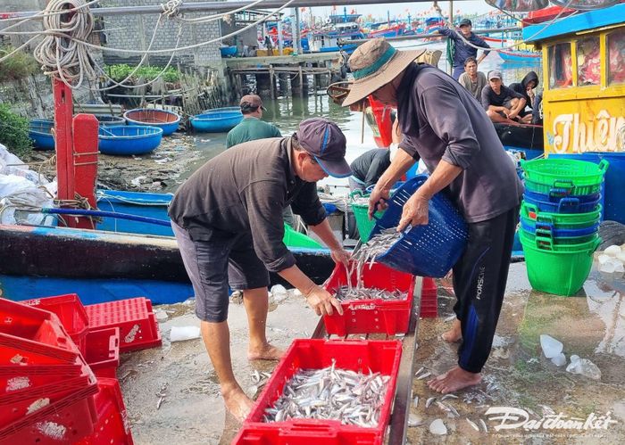 Từng sọt cá cơm được ngư dân đưa lên bờ.