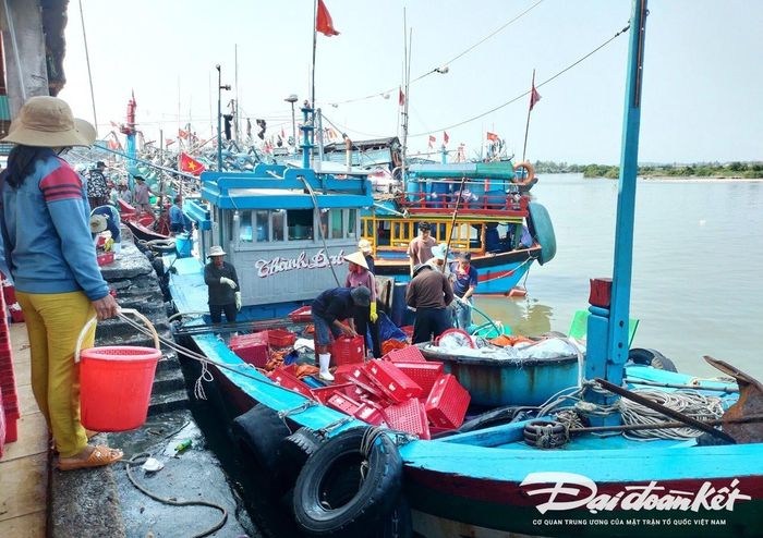 Tàu thuyền cập cảng Tịnh Kỳ chở đầy ắp cá cơm.