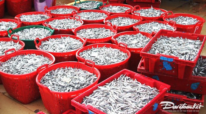 Từng sọt cá cơm đã được bán cho thương lái.