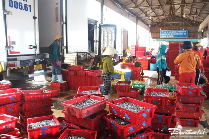 Từng khay nhựa cá cơm tươi rói được đưa lên xe đông lạnh.